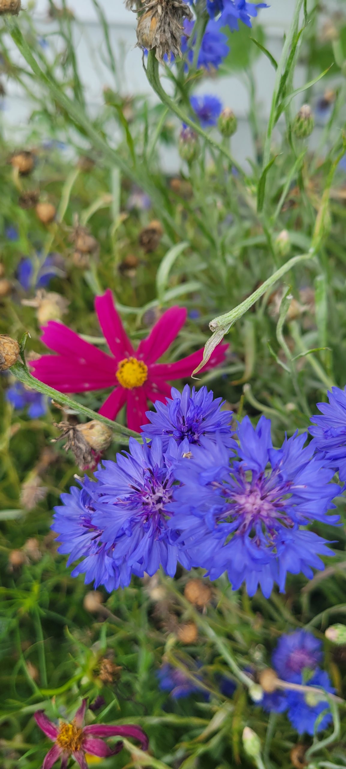 Photo of blue cornflowers and a magenta cosmo flower.